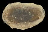 Fossil Neuropteris Seed Fern (Pos/Neg) - Mazon Creek #92270-1